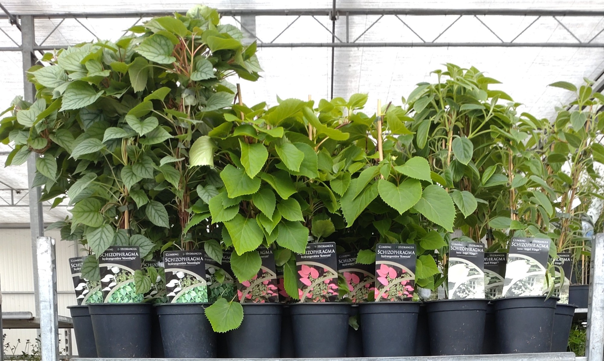 Picture of Schizophragma in 3 soorten P17 (2 Ltr)