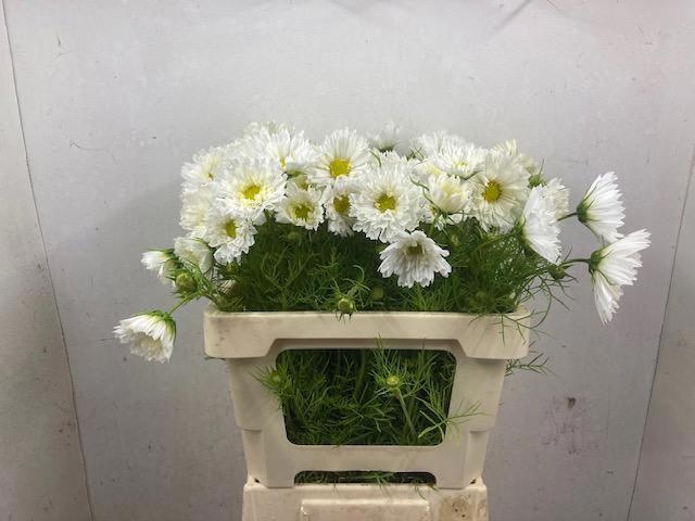 Cosmos Bipinnatus