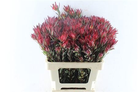 Leucadendron Sal Blush 60cm