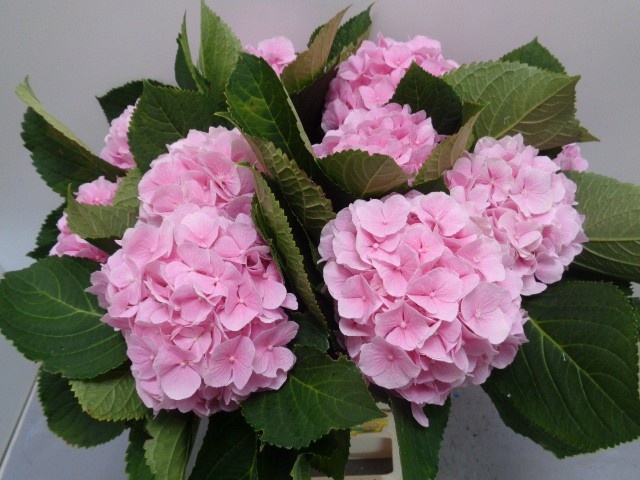 Hydrangea Verena Pink 60cm 17Ø