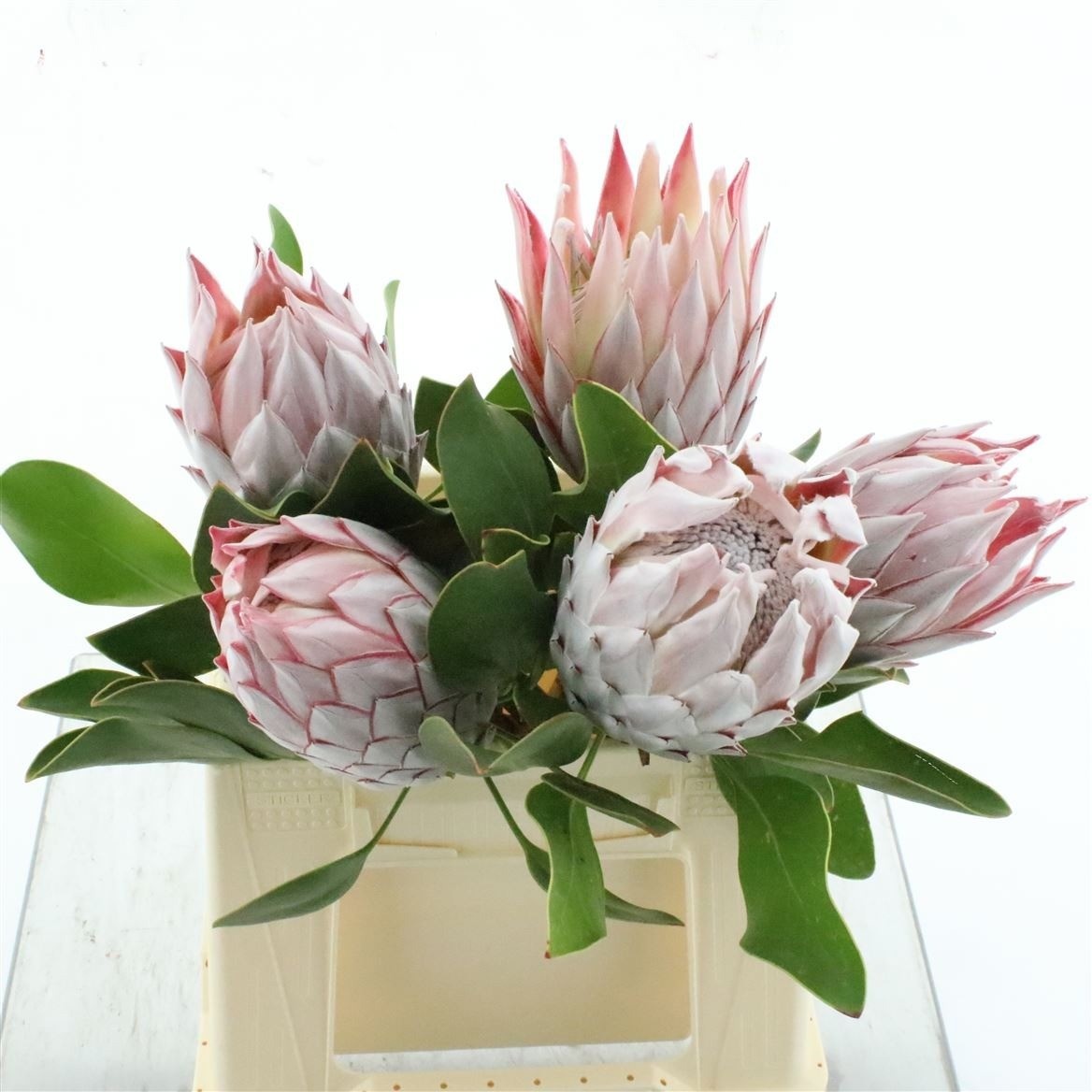Protea Cynaroides