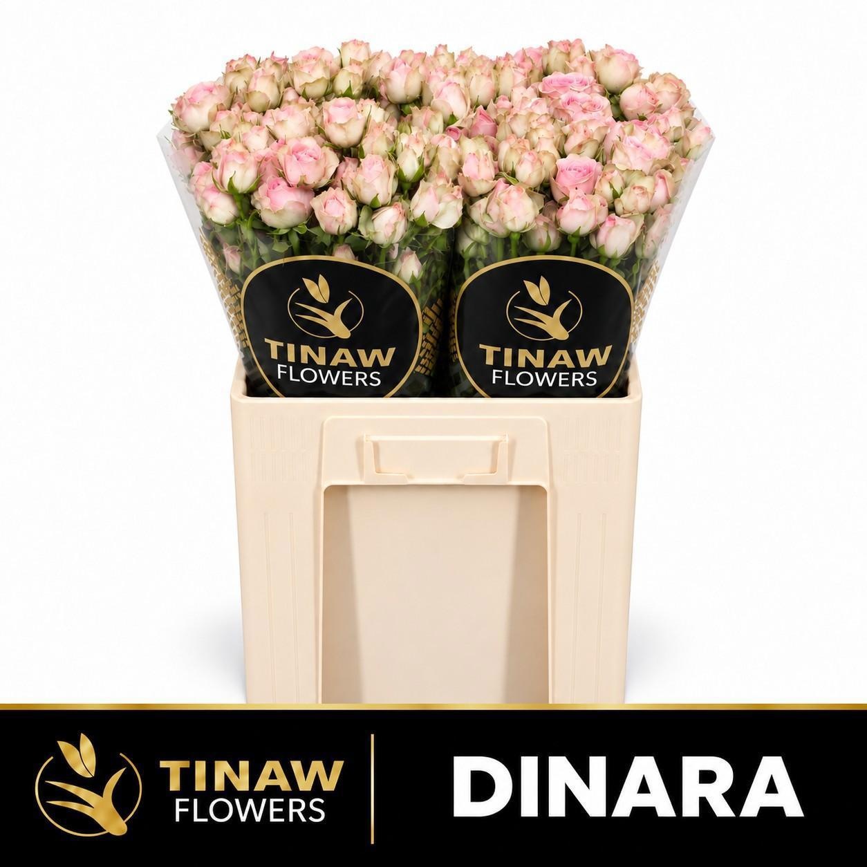 Rosa Spr Dinara 50cm