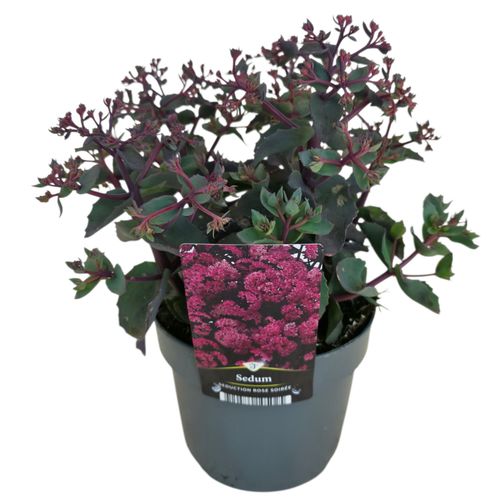 Sedum telephium Seduction Rosé Soirée p17 Florizon