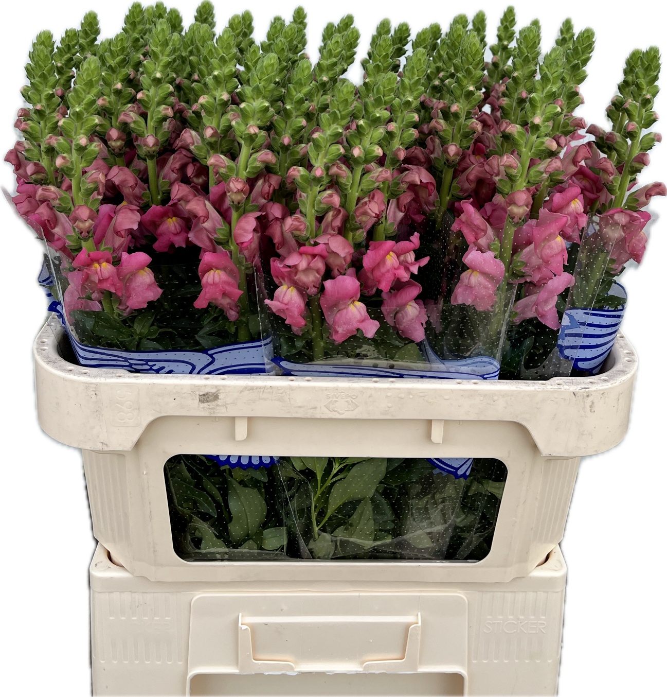 Antir Avignon Rose 75L.cm 23bloei