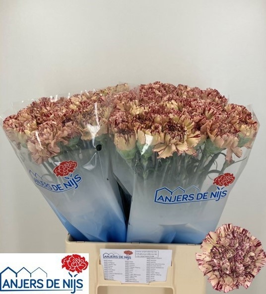 Dianthus St Viper 60cm