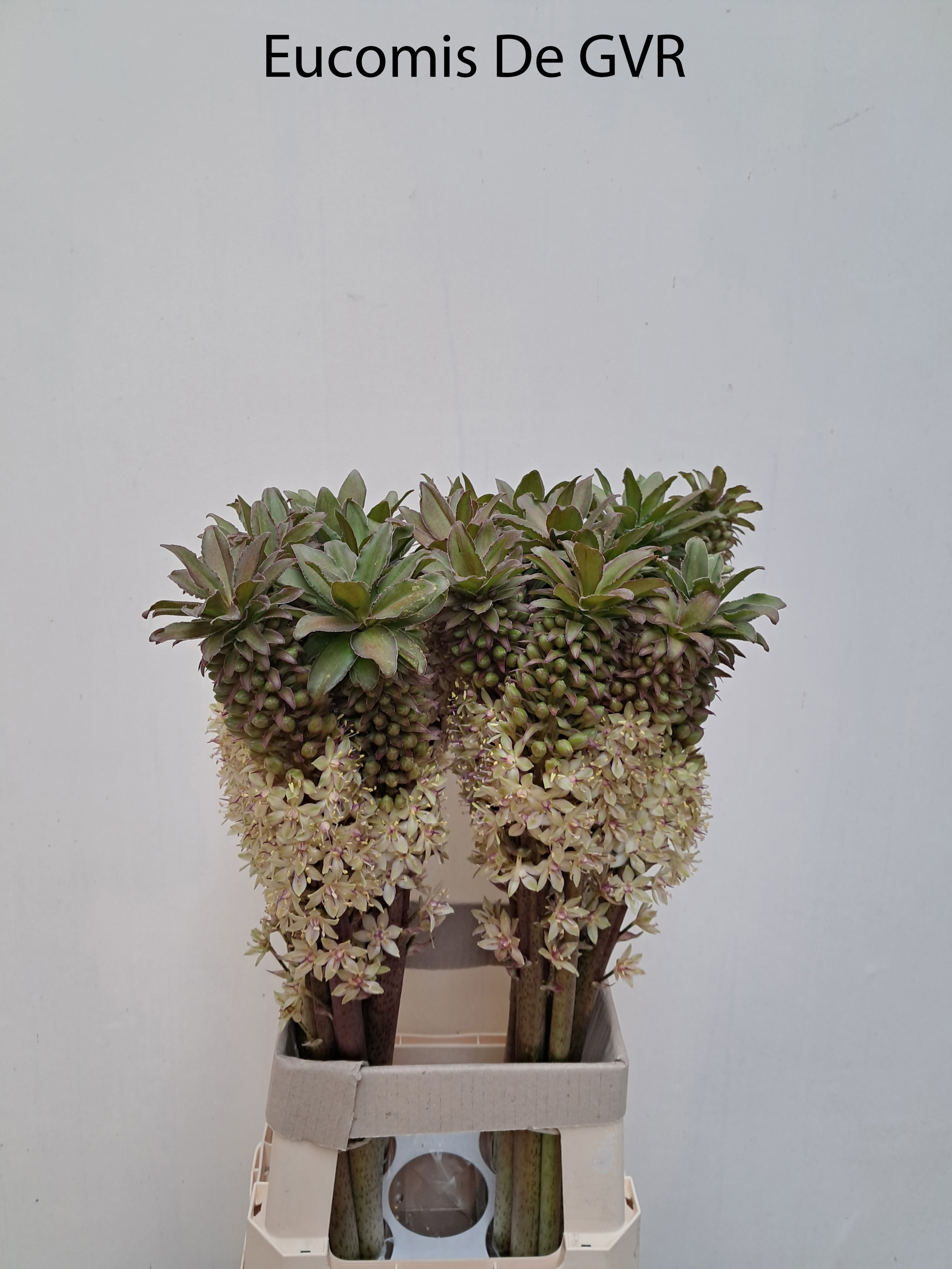 Eucomis Ov