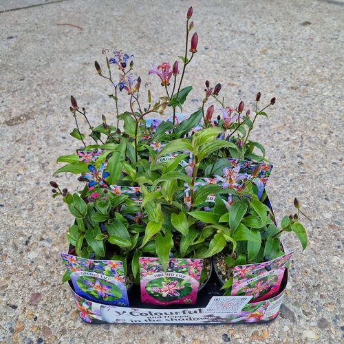 Tricyrtis Mix per Tray P9 De Leeuw