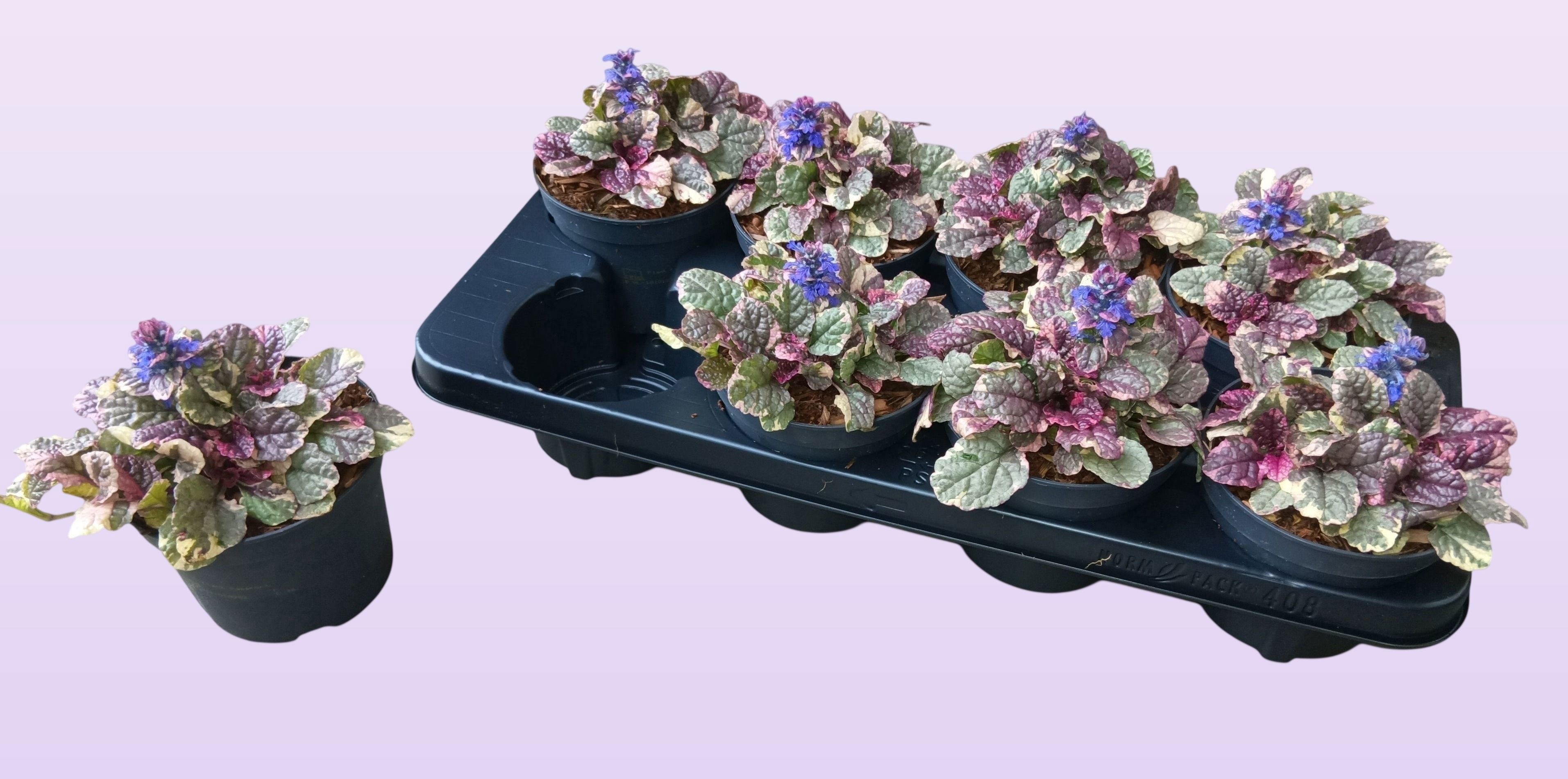Ajuga reptans 'Burgundy Glow'