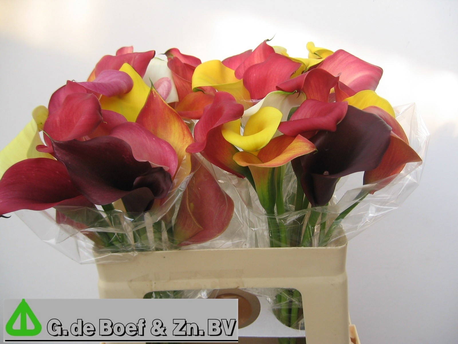 Calla Mixed In Bunch 55cm