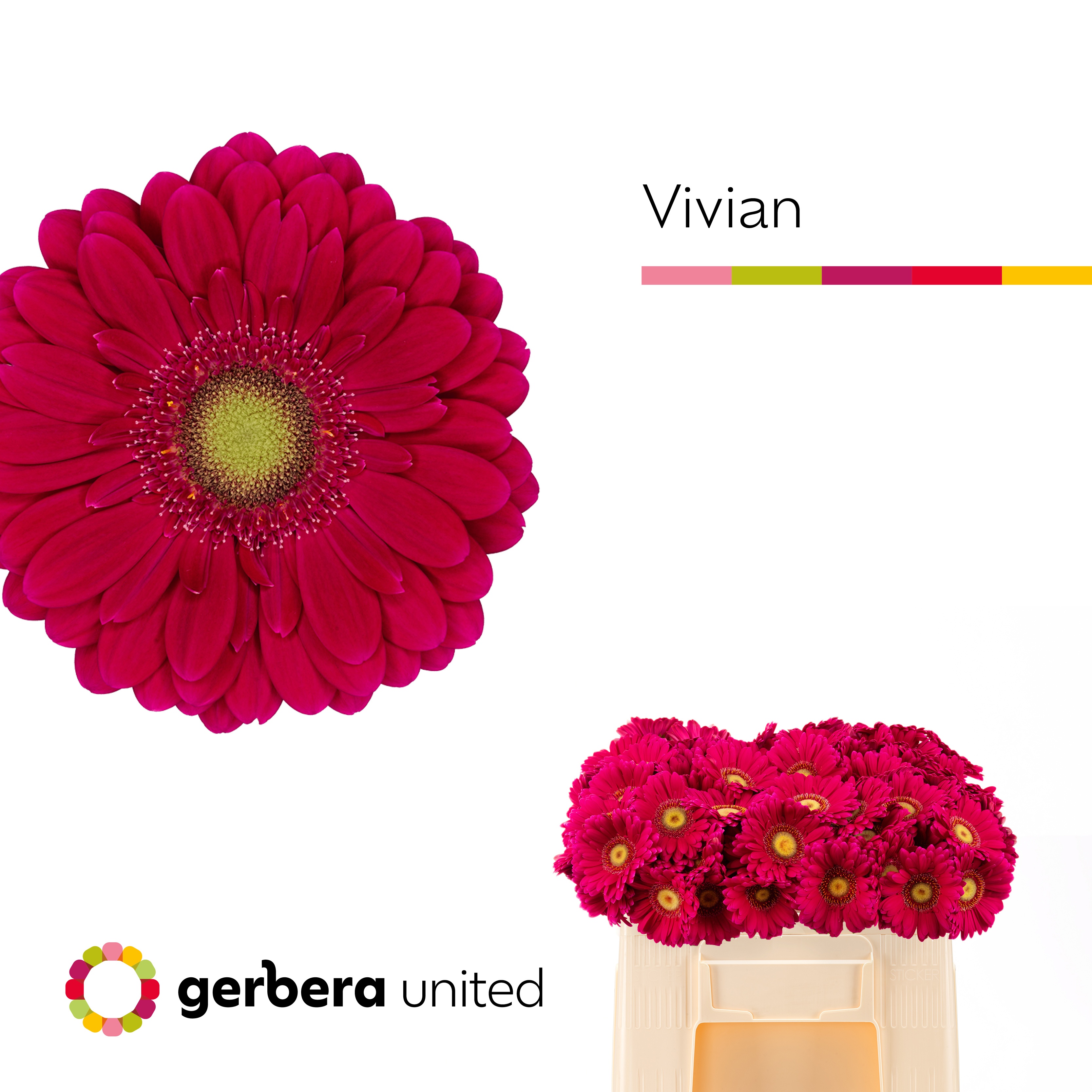 Ge Mi Vivian