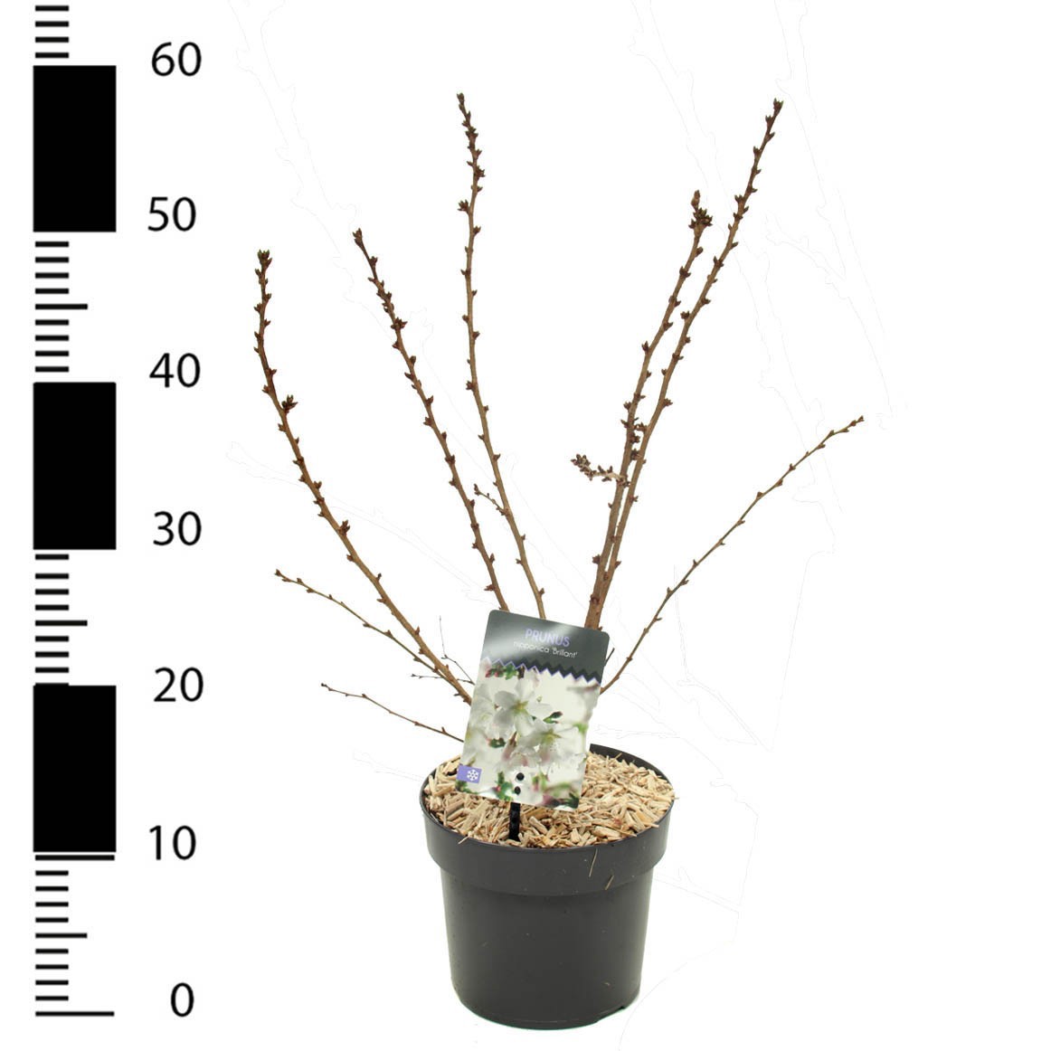 Picture of Prunus incisa 'Brillant'