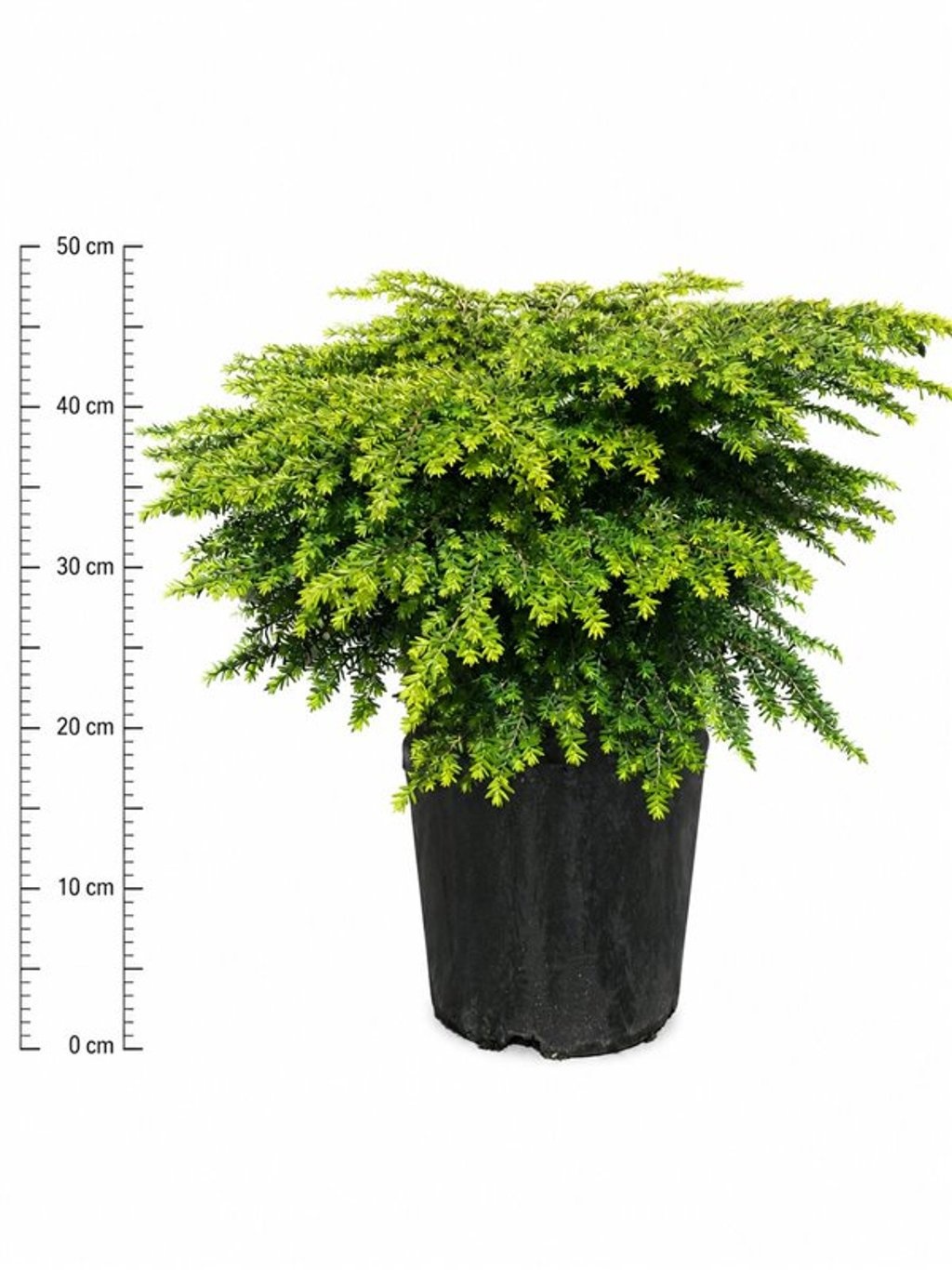 Tsuga canadensis 'Green Globe'