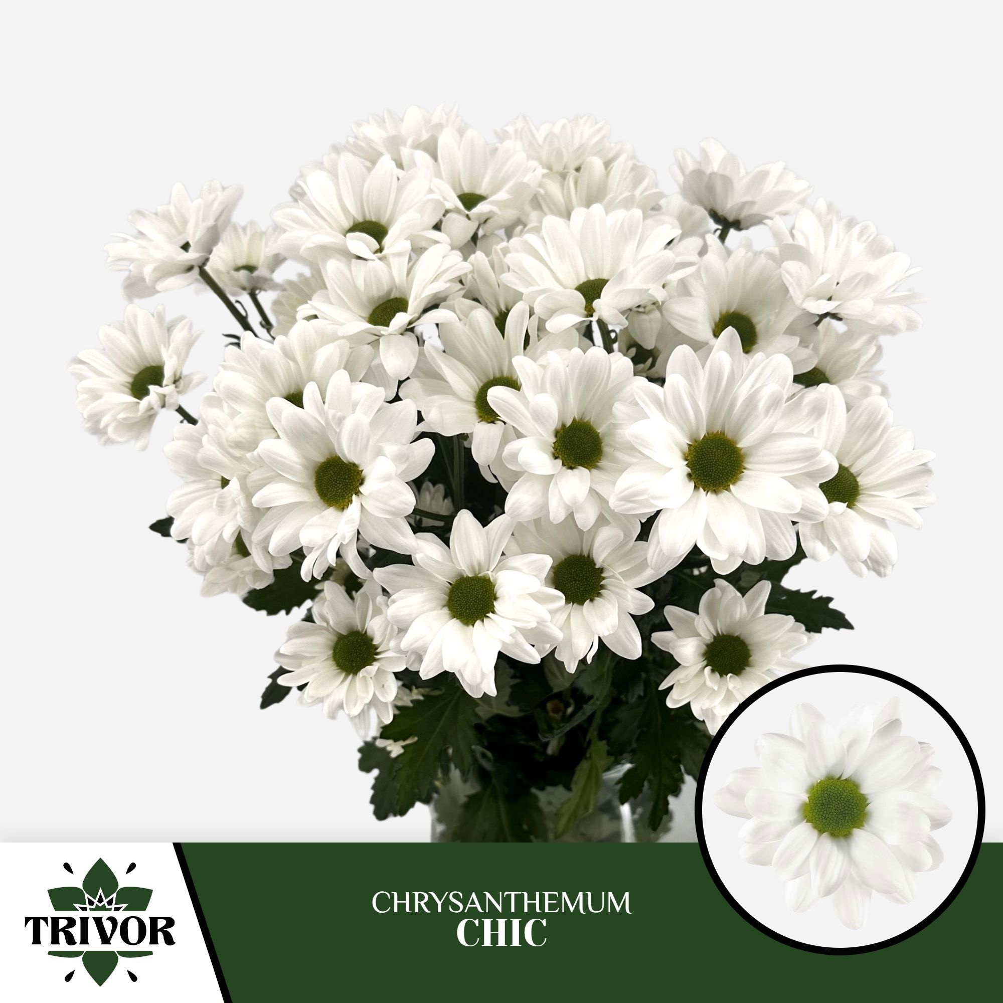 Chrys Spray Chic 75gram