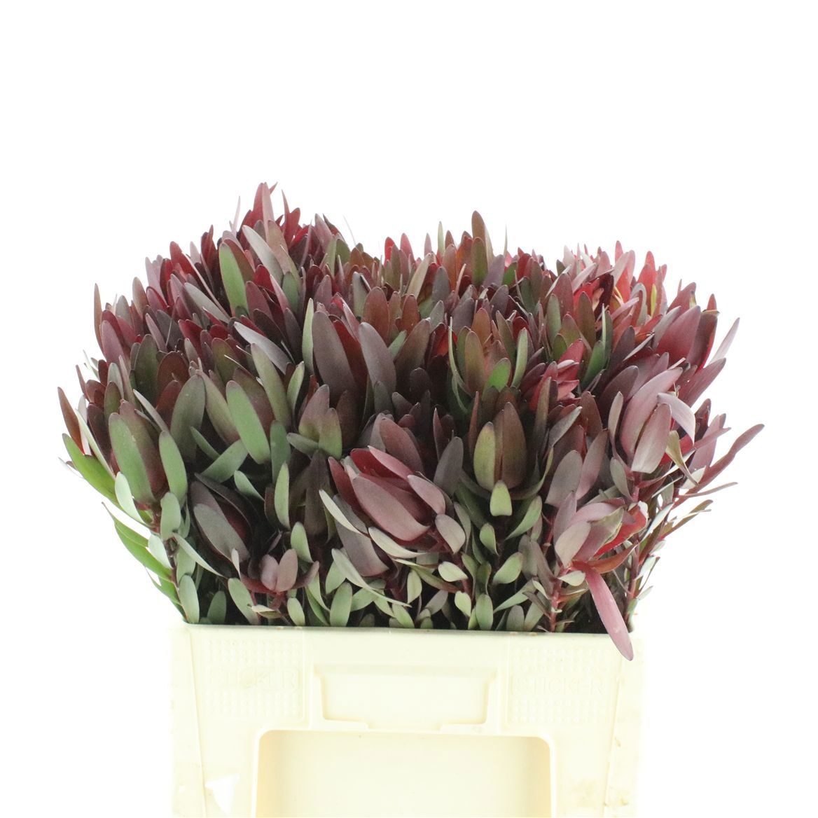 Leucadendron Safari Sunset 60cm