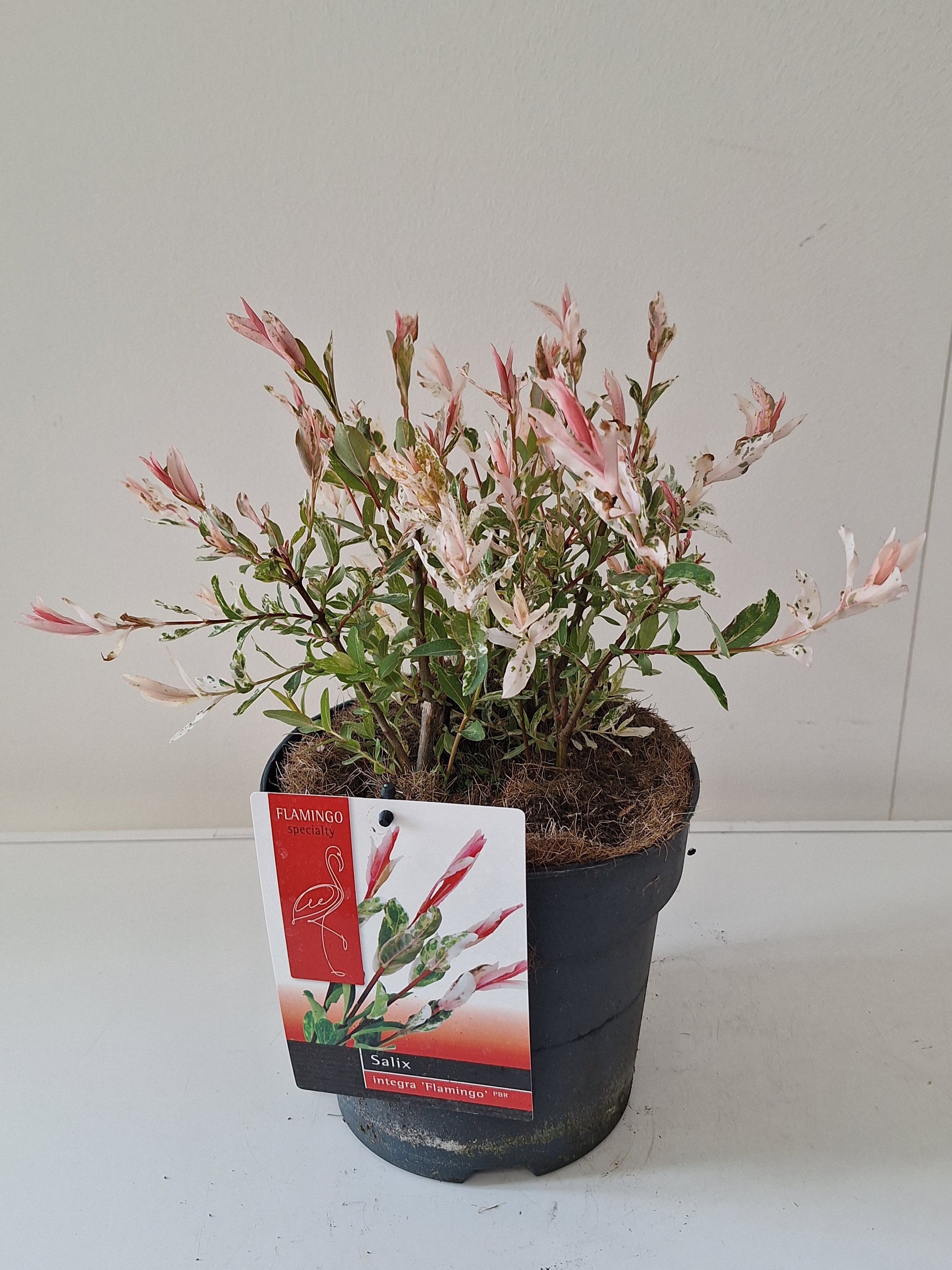Picture of Salix Flamingo bush p19