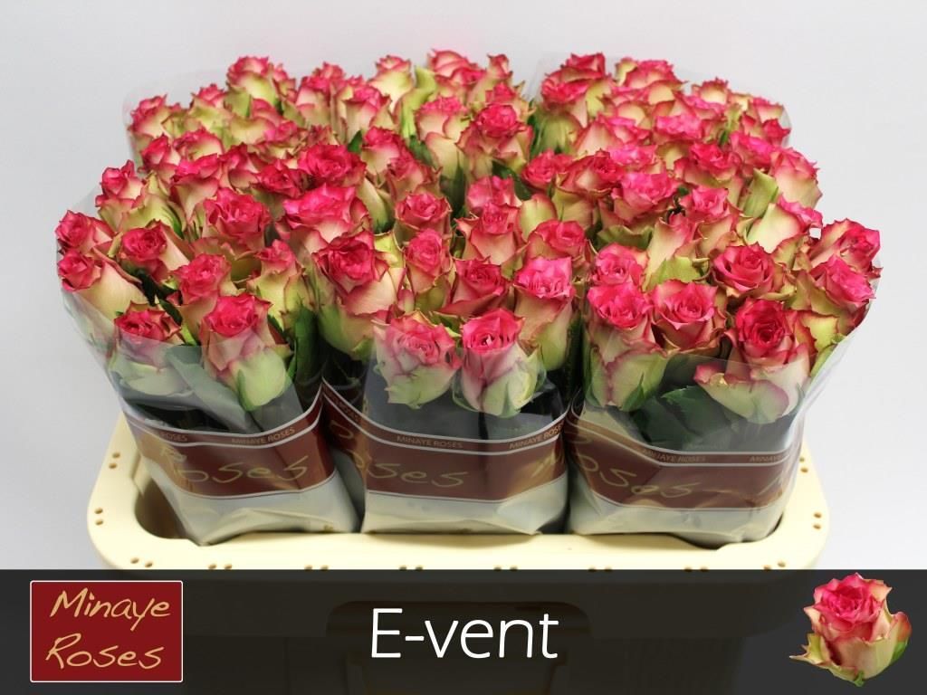 Rosa E-vent 60cm