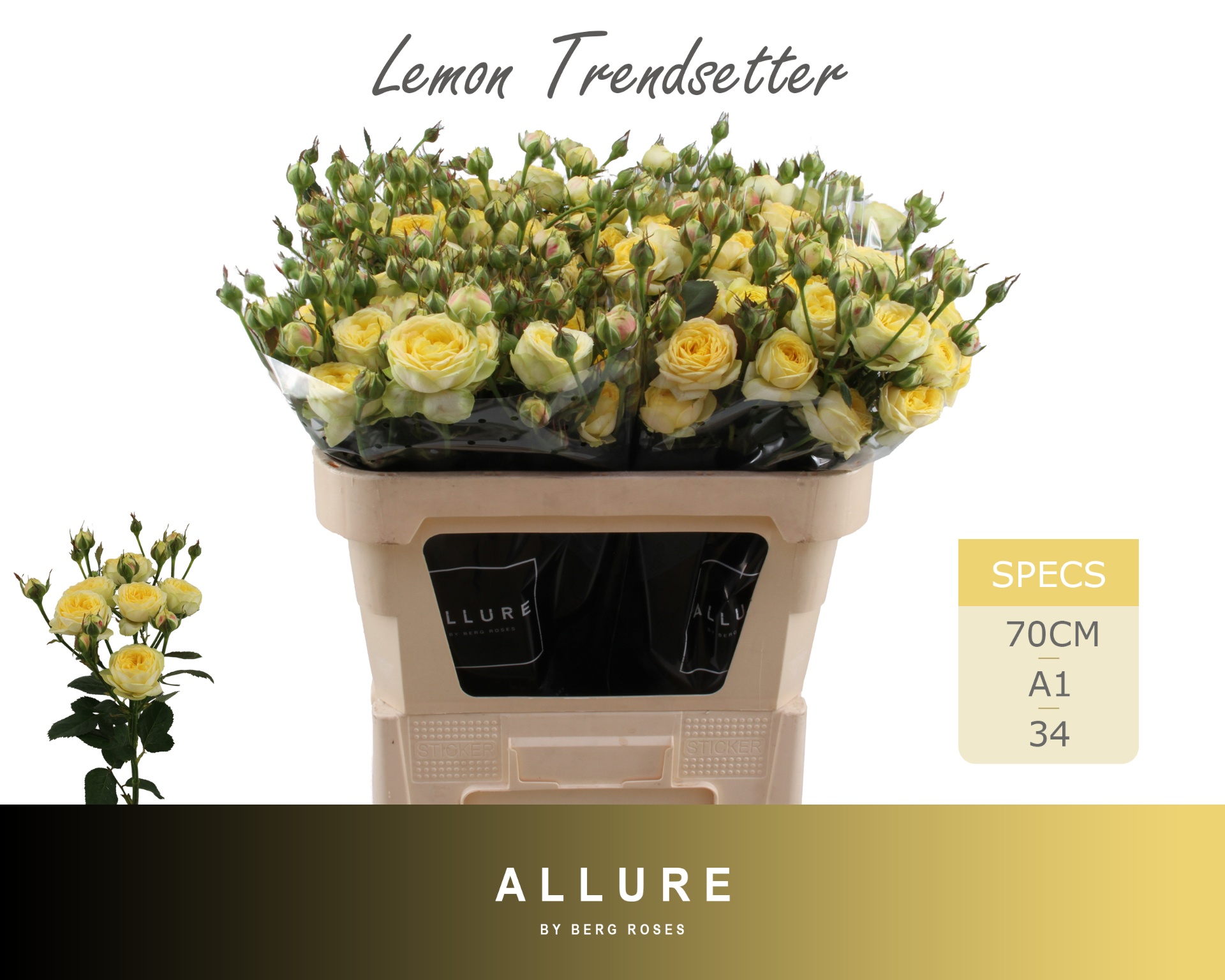 R Tr Lem Trendsetter 70cm