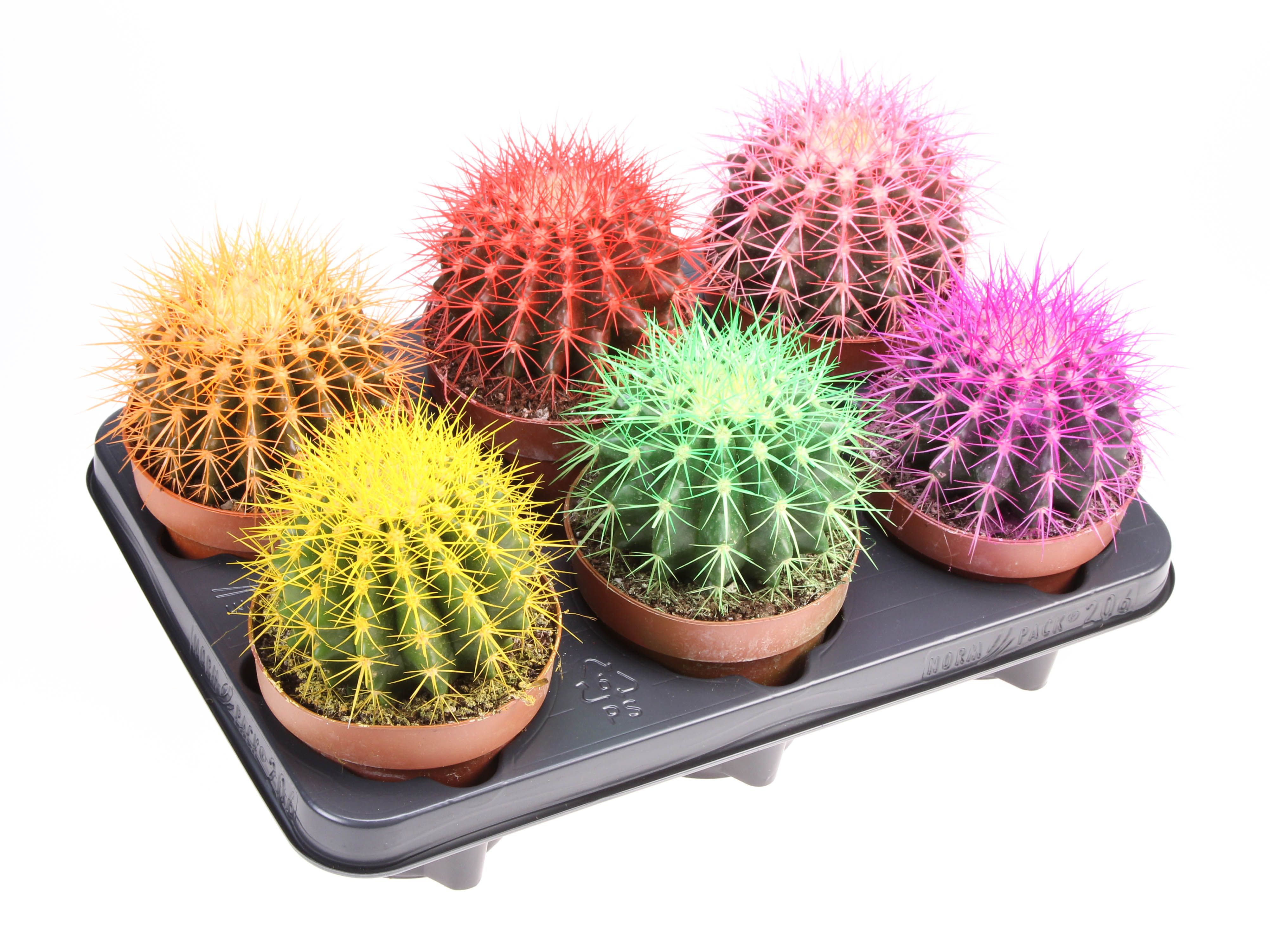 Echinocactus grusonii | Hamiplant
