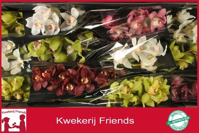 Cymbidium Asst 6bl