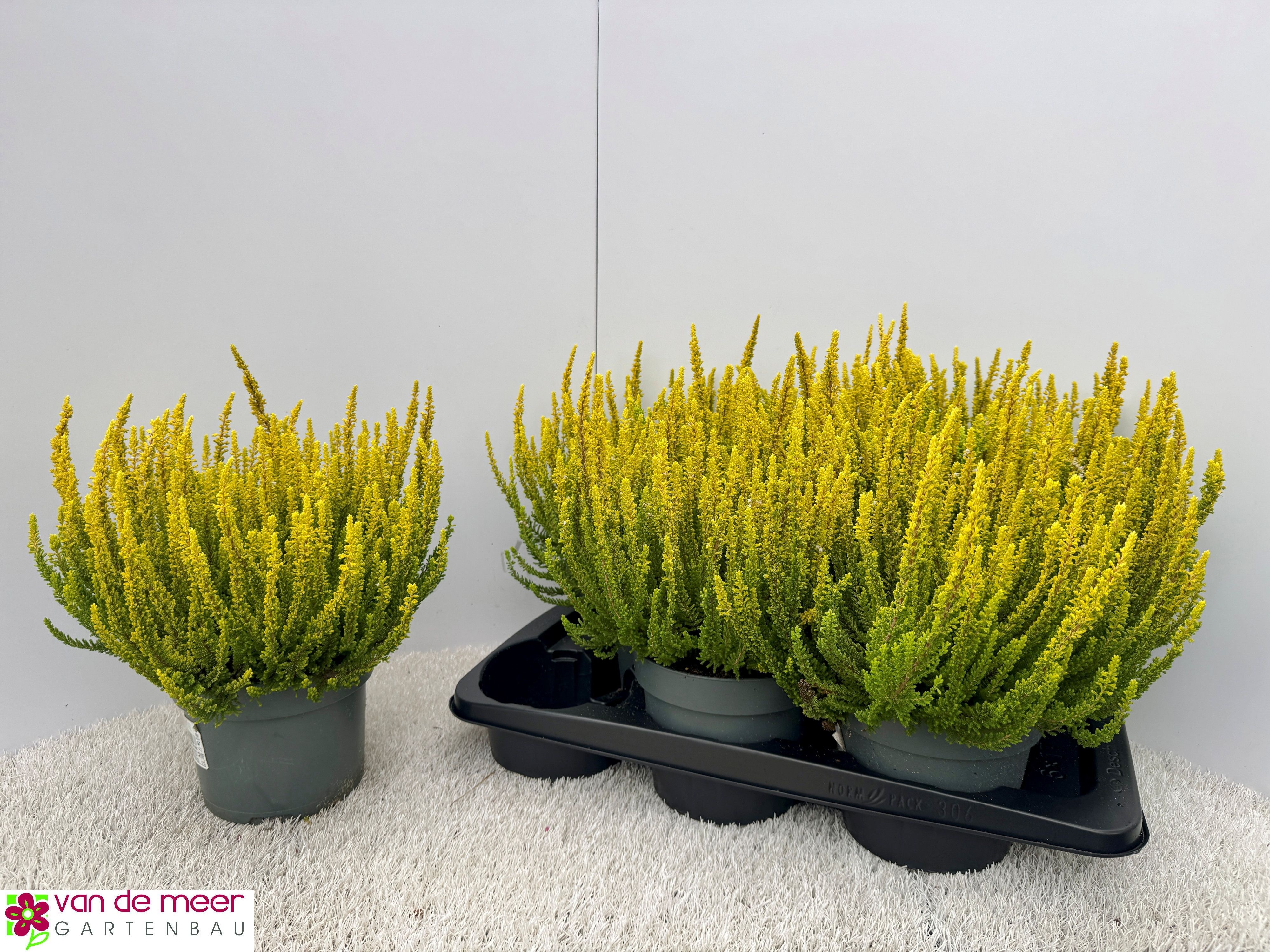 Callu Beauty-lad Gm 17Ø 30cm