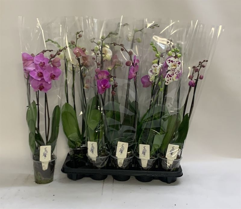 Phalaenopsis Asst 12Ø 70cm