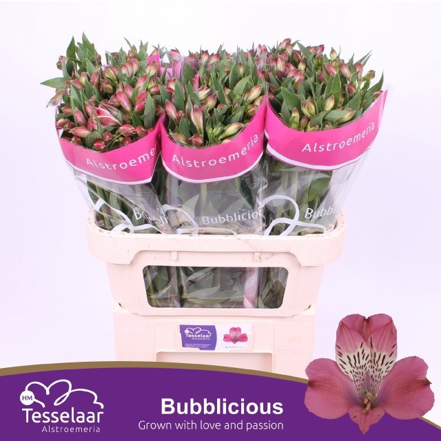 Alstr Bubblicious 70cm 55gram