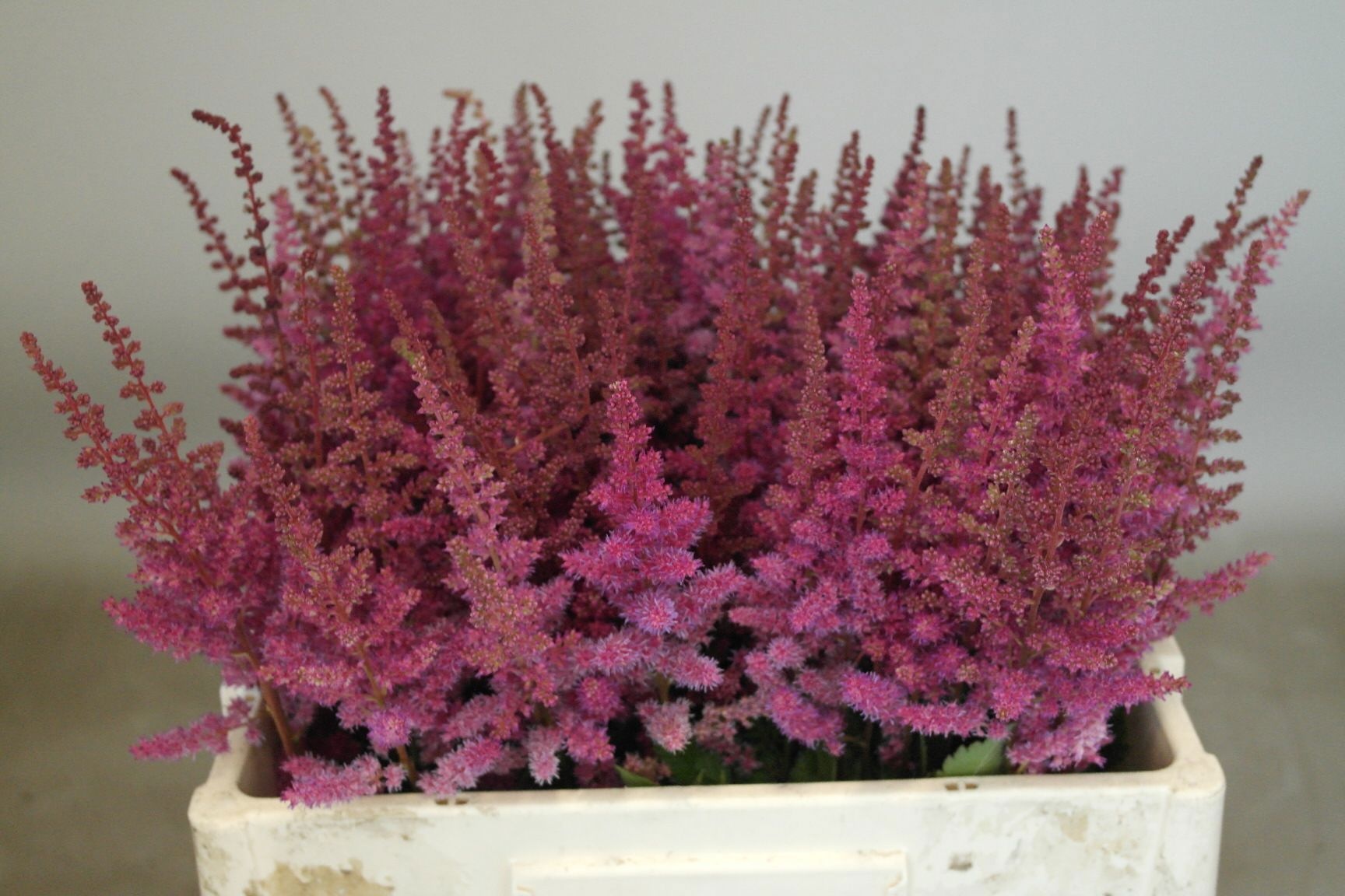 Astilbe Maggie Daley 50cm