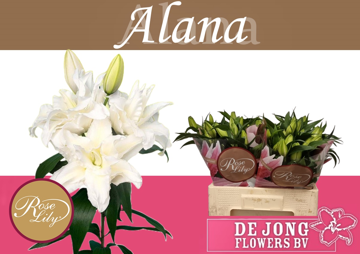 Li Or Du Rl Alana 50cm 2/4bl