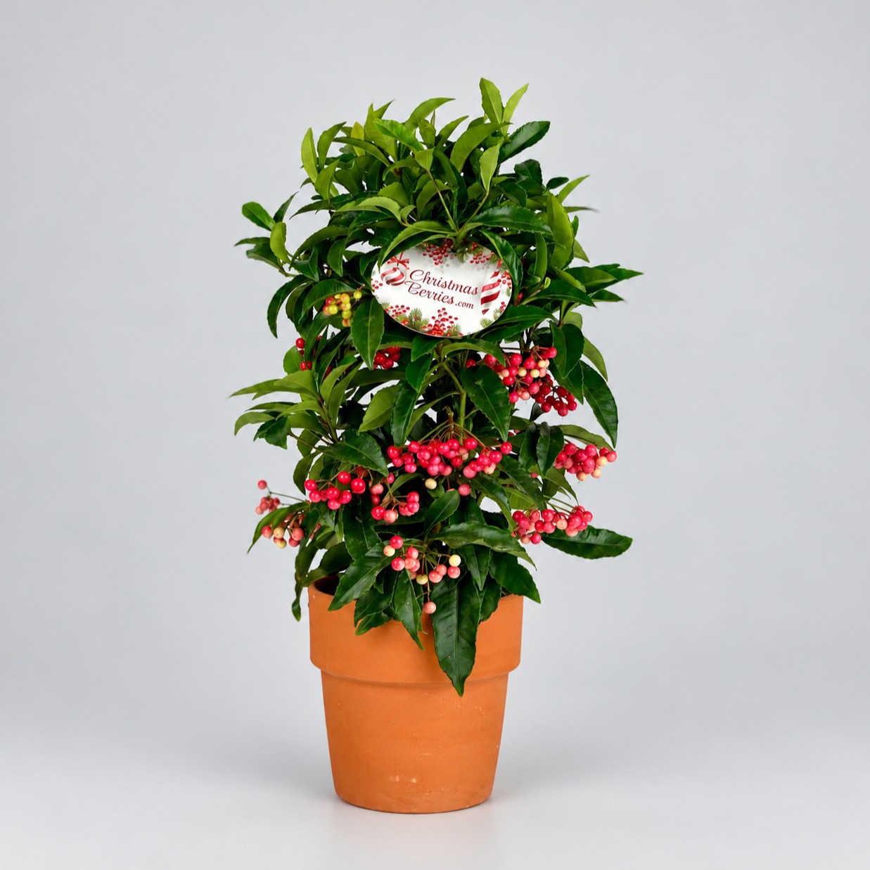 Ardisia crenata Bospremium Red met stenen Terracotta pot