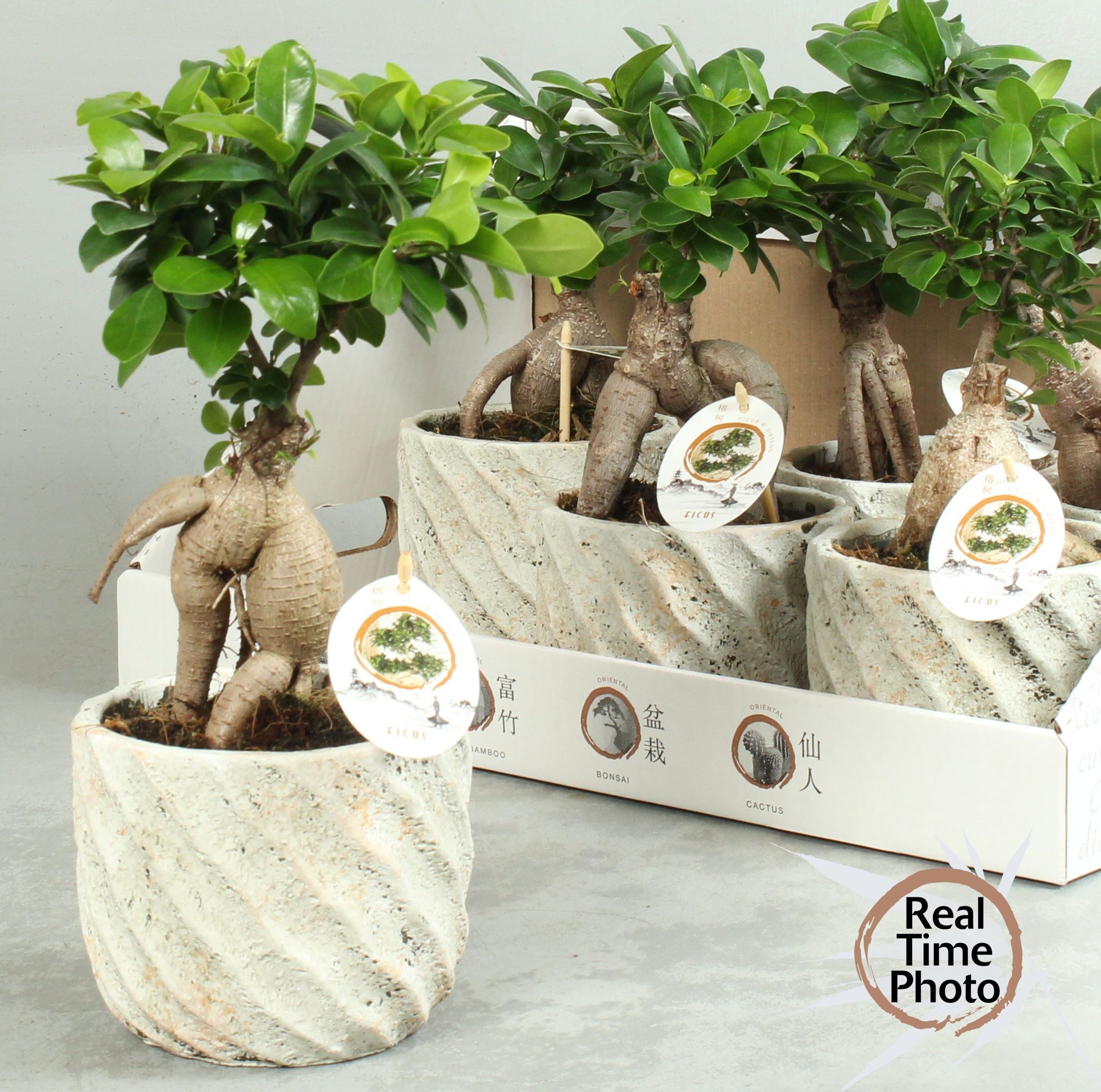 Fic Mi Ginseng 15Ø 35cm