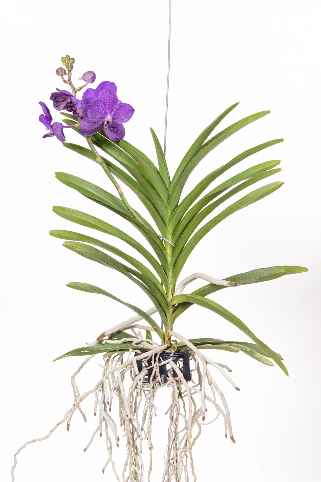 Picture of Vanda Tayanee Blue Medium P25 40CM