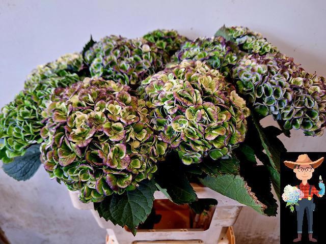 Hydrangea Revolution Pink/green 60cm 15Ø