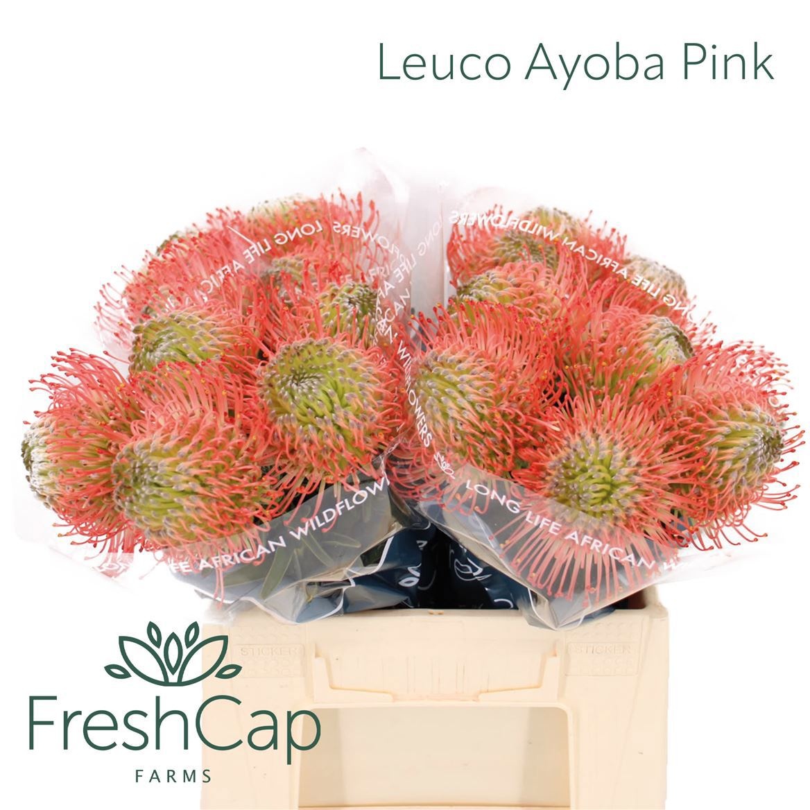 Leuco Ayoba Pink