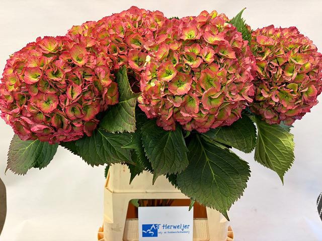 Hydrangea Elbtal Classic Pink 90cm 24Ø