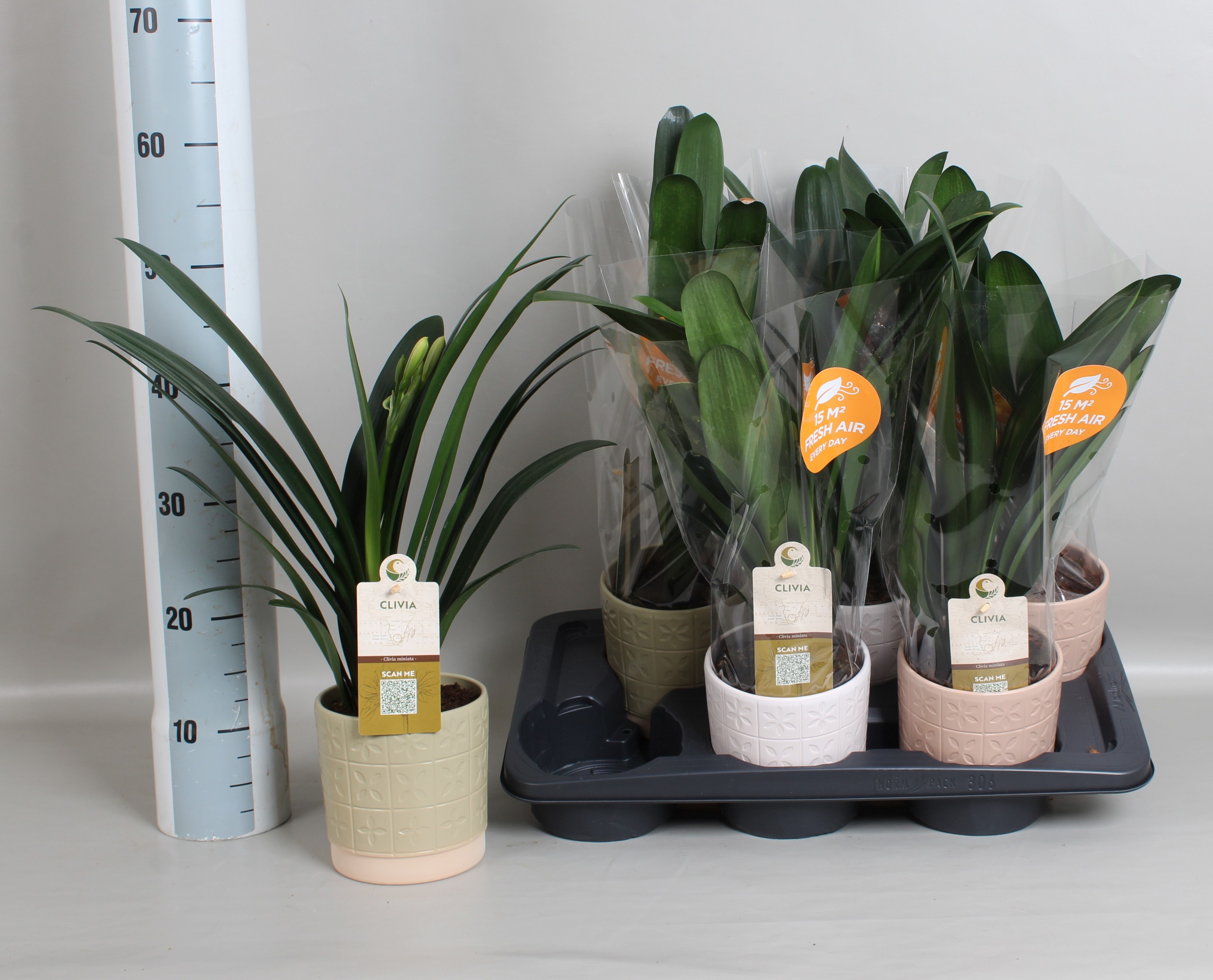 Clivia Miniata 15Ø 50cm