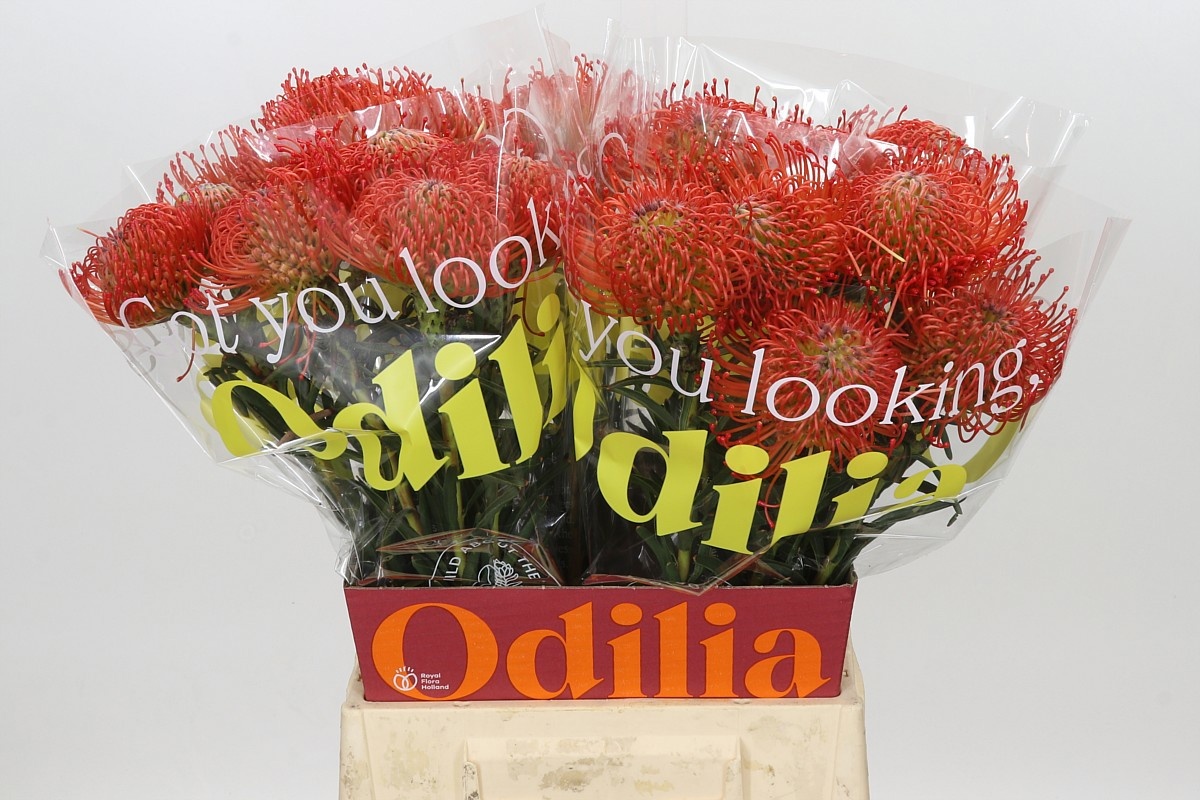 Leucospermum Succession 50cm