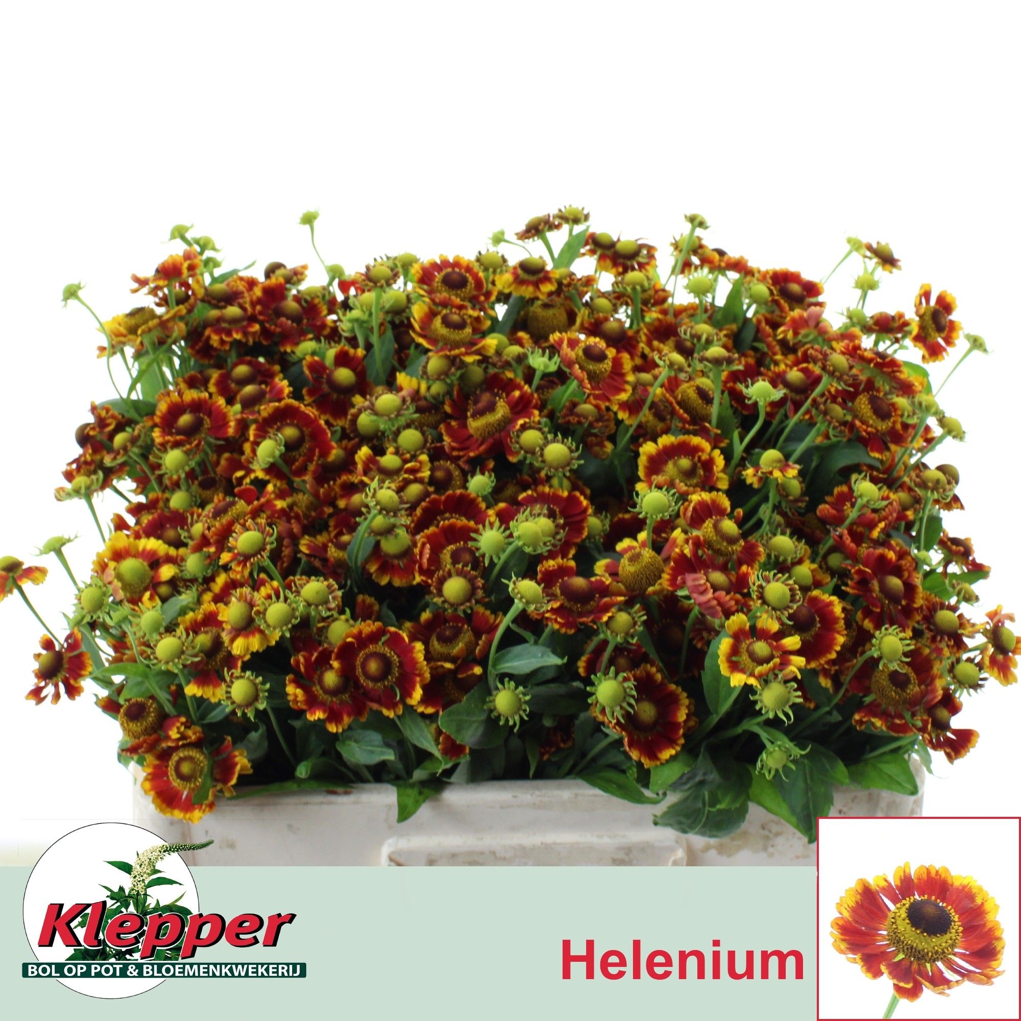 Helenium Fiesta 50cm