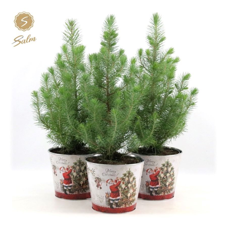 Picture of Pinus pinea Silver Crest P17 in Zinc Santa P19 50CM