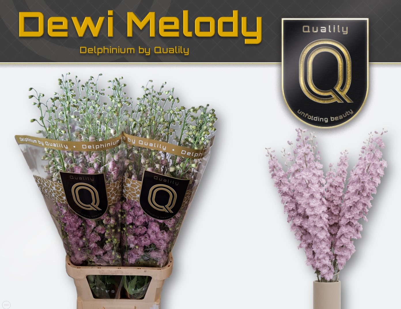 Delph El Dew Melody