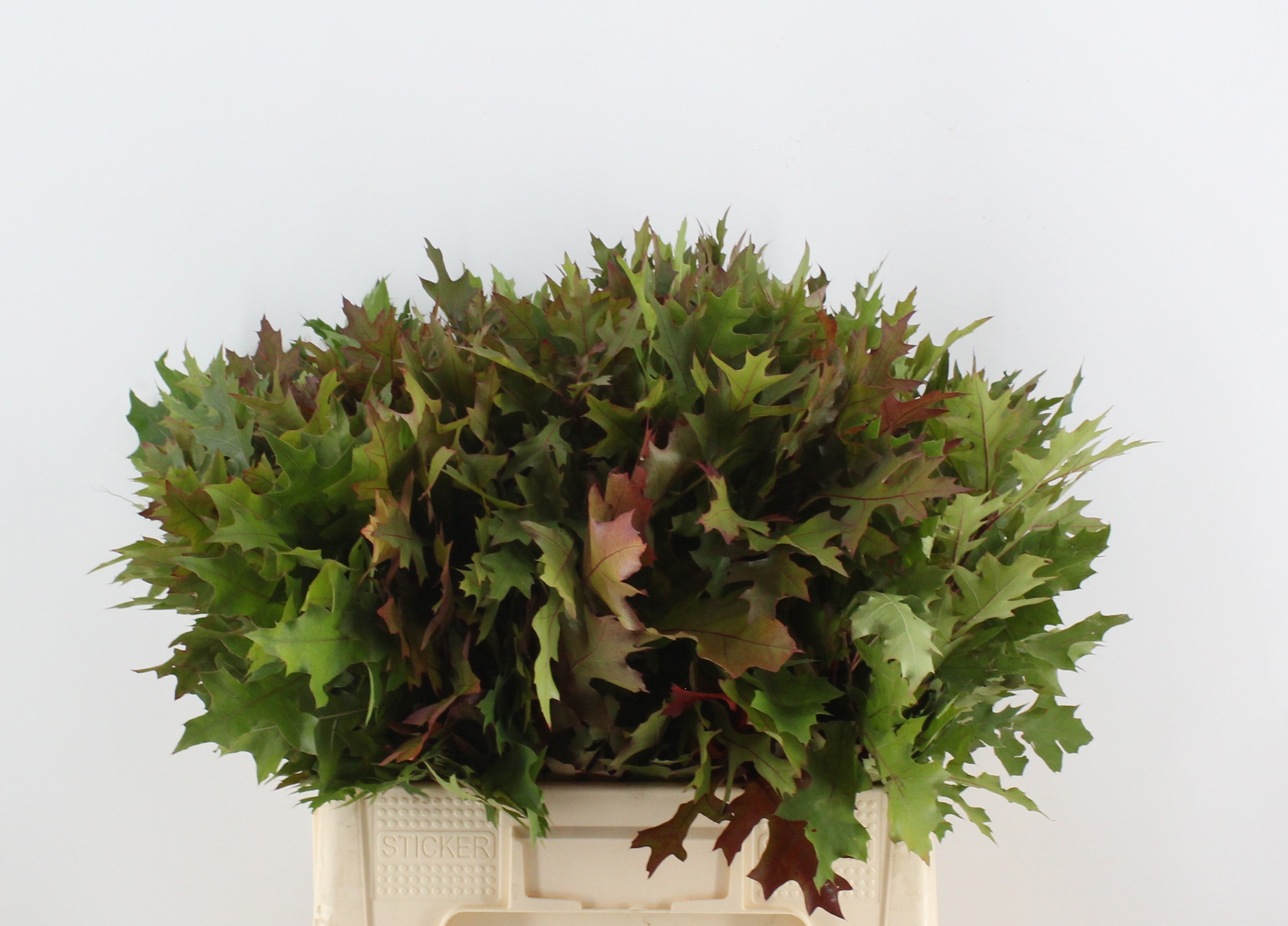 Quercus Palustris 60cm