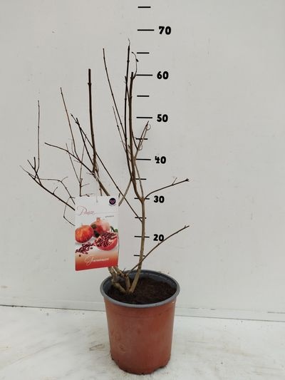 Punica granatum