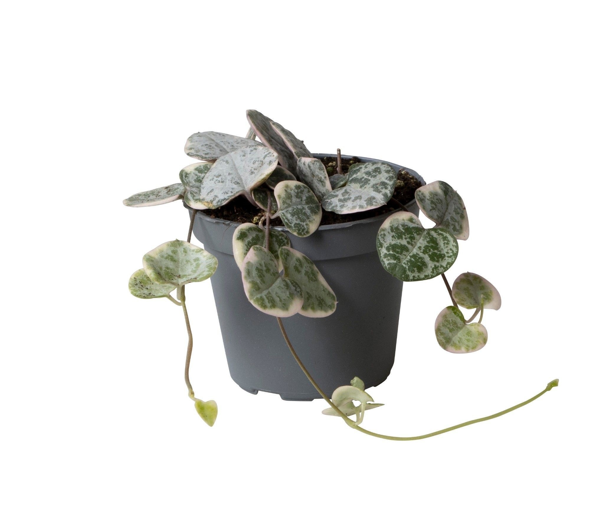 Ceropegia Woodii Sup 6P 2stek 5rank