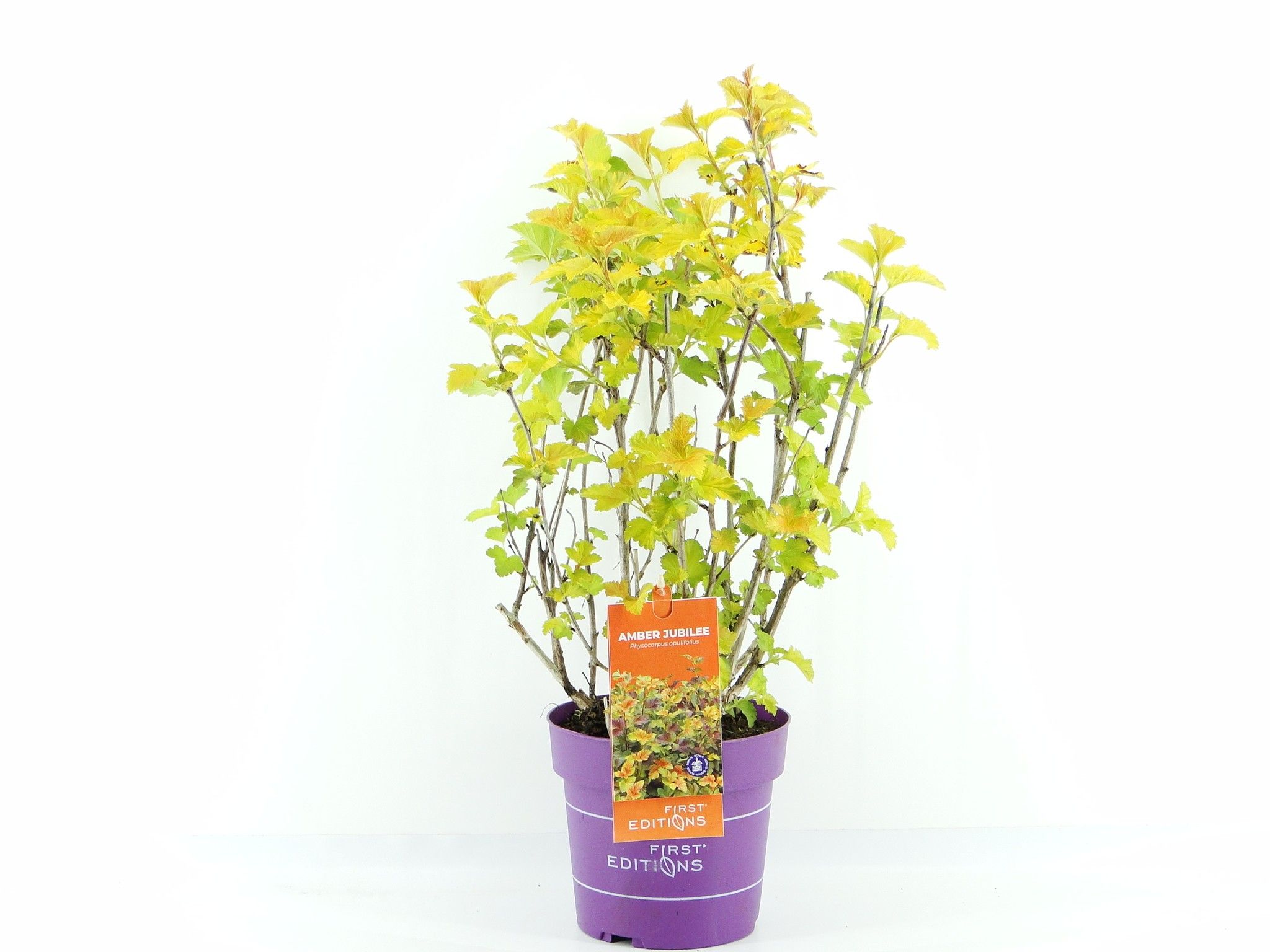 Picture of Physocarpus op. Amber Jubilee (First Editions®)