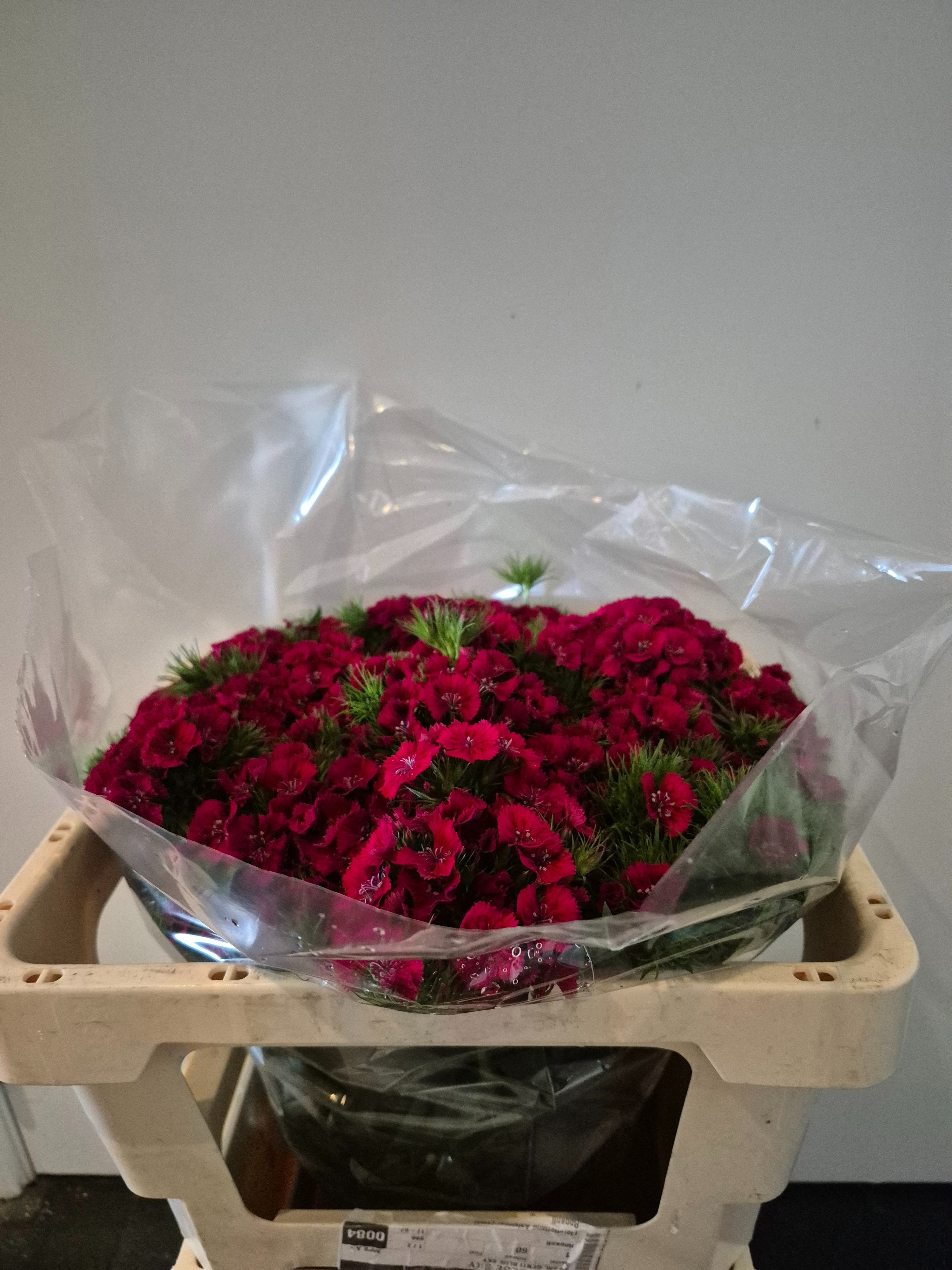 Dianthus Barb Red 40cm