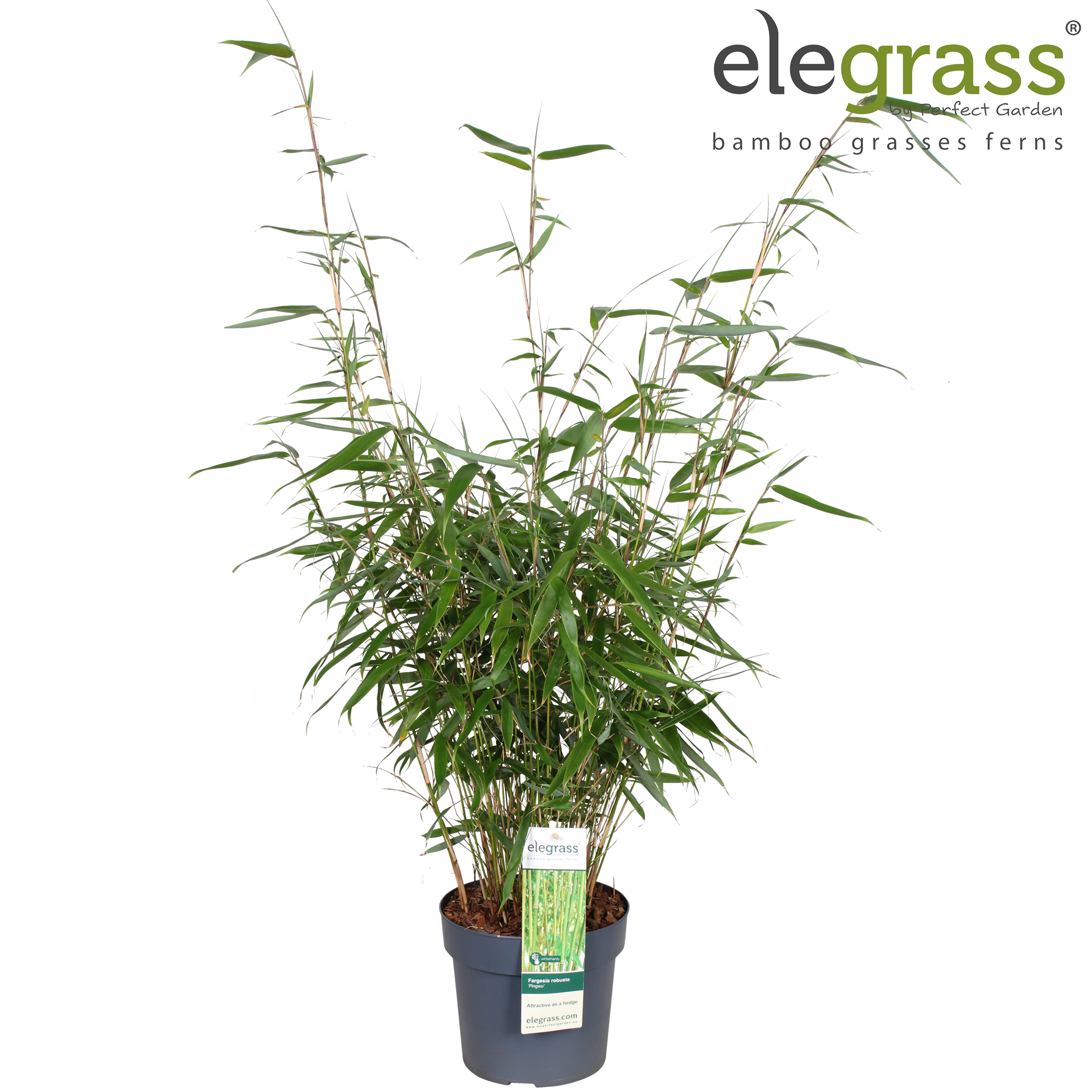Picture of Fargesia robusta 'Pingwu' P19