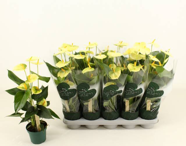 bogenhanf pflanze kaufen SANSEVIERIA MOONSHINE online kaufen bei potflourri