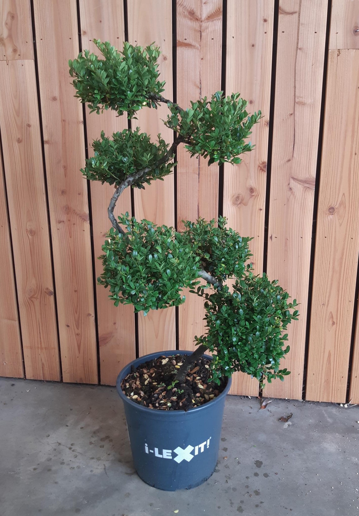 Picture of Ilex crenata Dark Green, P32, Bonsai S-Vorm 80cm P32 110cm (LOOSE)