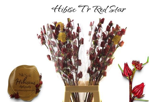 Hibisc Tr Red Star 80cm