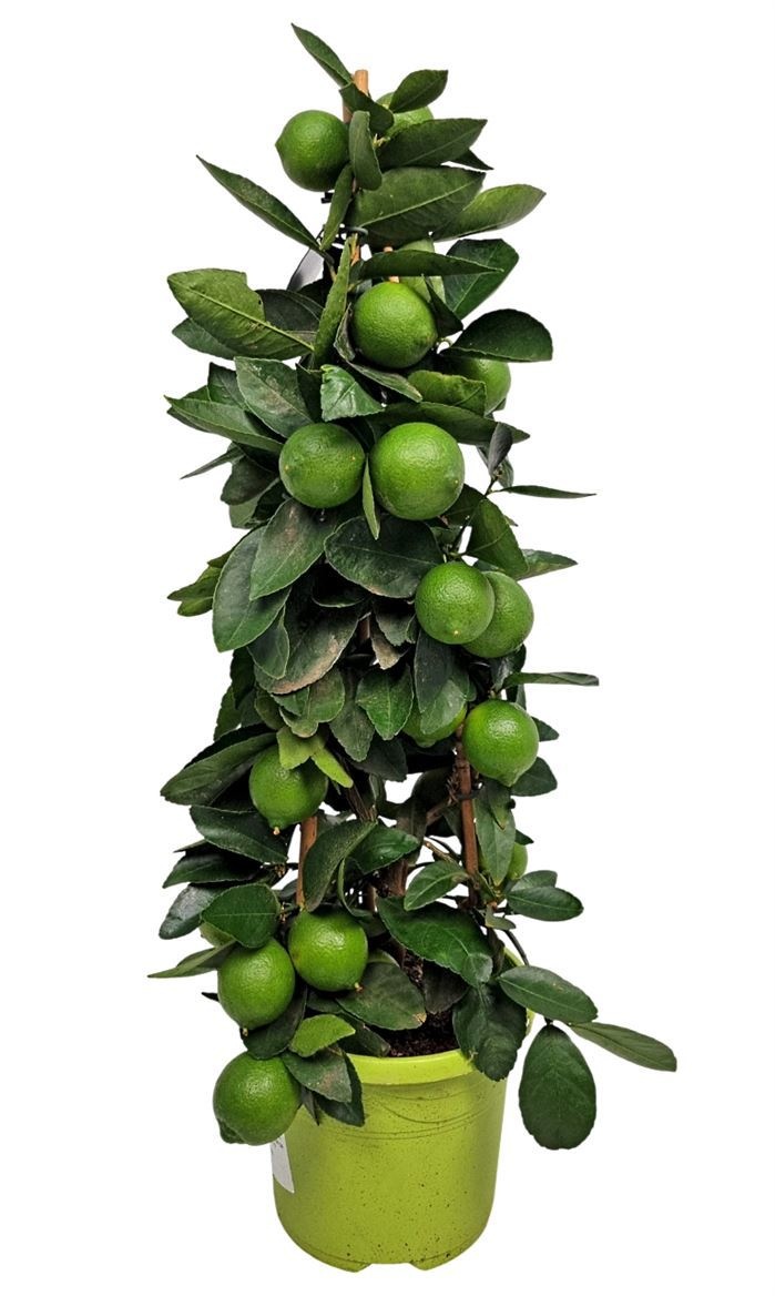 Citrus Aurantiifolia 19Ø 65cm