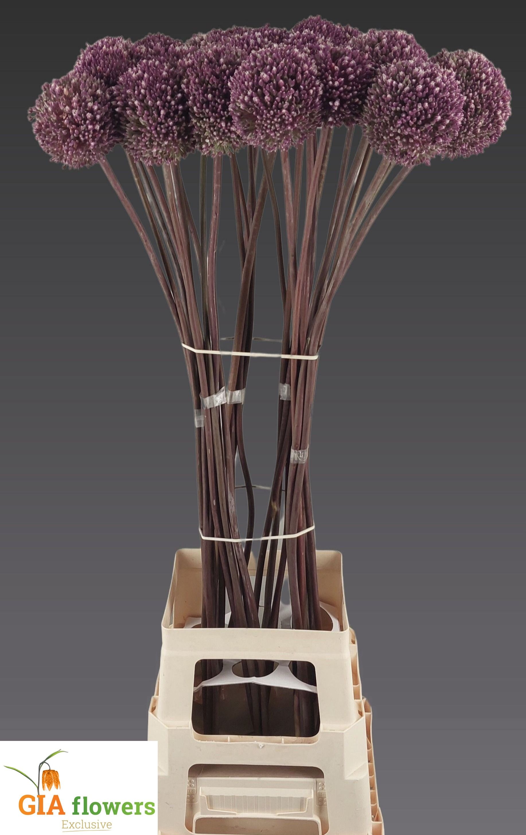 Allium Summer Drumme